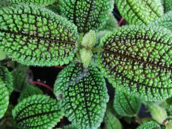 Pilea Moon Valley, foto 2