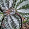 Pilea spruceana, pianta da terrario