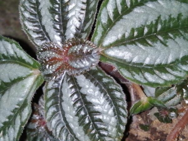Pilea spruceana, pianta da terrario