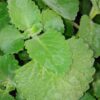 Plectranthus amboinicus ‘1000 odori’, pianta da esterno