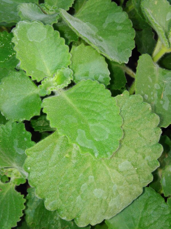 Plectranthus amboinicus ‘1000 odori’, pianta da esterno