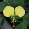 Commelina africana, pianta da interno e da esterno