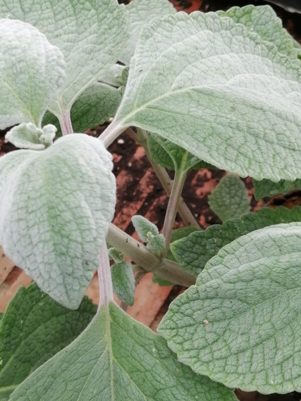Plectranthus argentatus, foto 2