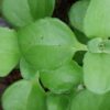 Plectranthus sp., pianta per orto e cucina