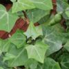Senecio macroglossus, pianta da interno