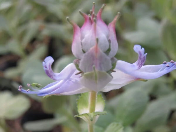 Plectranthus caninus, foto 2