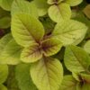 Plectranthus ciliatus ‘Easy Gold’, pianta per orto e cucina