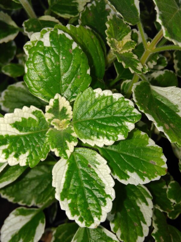 Plectranthus coleoides ‘Marginatus’, pianta per orto e cucina