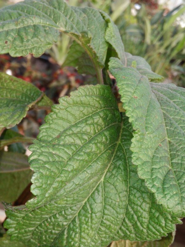 Plectranthus ecklonii, foto 4