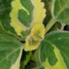Plectranthus forsteri ‘Green on Green’, pianta per orto e cucina