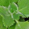 Plectranthus habrophyllus, pianta per orto e cucina