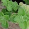 Plectranthus coerulescens, pianta per orto e cucina