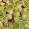 Plectranthus oertendahlii, pianta da interno