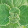 Plectranthus 'Origano Cubano', pianta da interno e da esterno