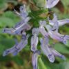 Plectranthus ornatus, pianta da interno e da esterno