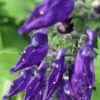 Plectranthus tenuifolius, Isodon tenuifolius, pianta da esterno