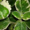 Plectranthus saccatus, foto 3