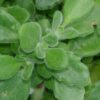 Plectranthus tomentosa, pianta del ‘Vicks’, pianta da esterno