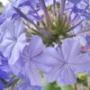 Plumbago capensis Bleu Fonce’, pianta da esterno