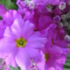 Primula malacoides, pianta da esterno