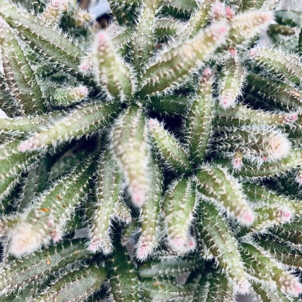 Rhipsalis baccifera subs. horrida, pianta da interno