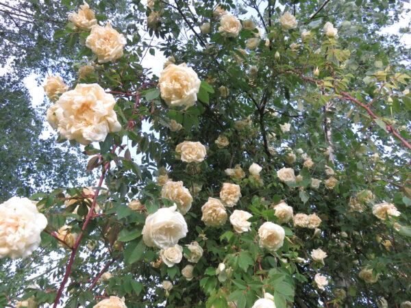 Rose, foto 10