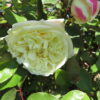 Rose, pianta da esterno