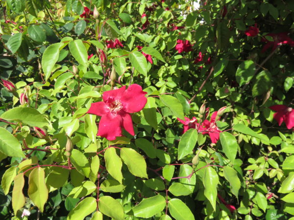 Rose, foto 4