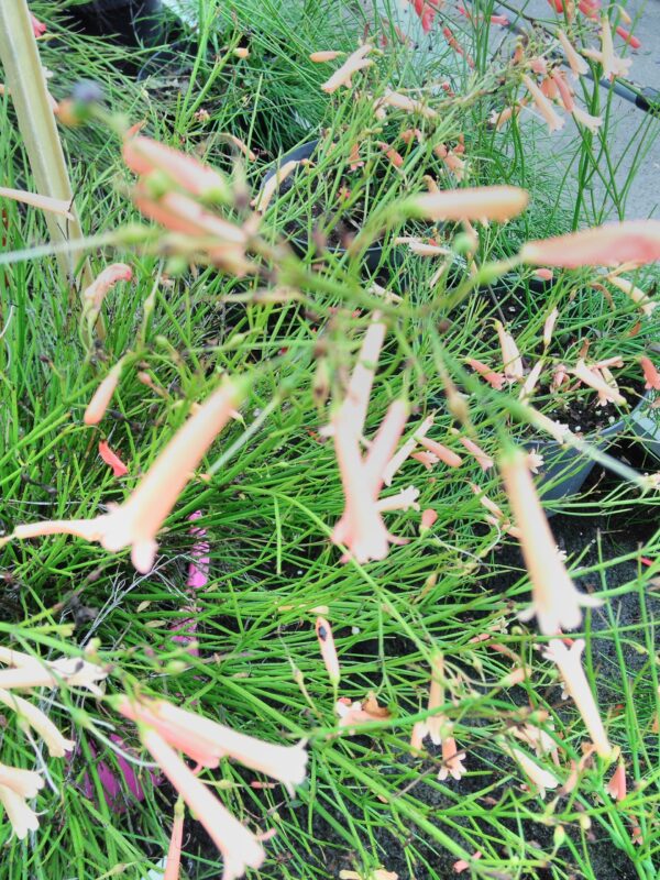 Russelia equisetiformis, foto 2