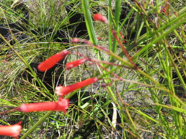 Russelia equisetiformis, pianta da interno e da esterno
