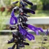 Salvia Amistad, pianta da esterno