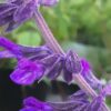 Salvia Anthony Parker, pianta da esterno