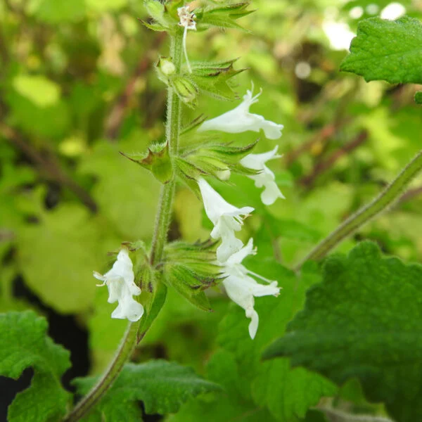 Salvia aurita var. galpinii, foto 3