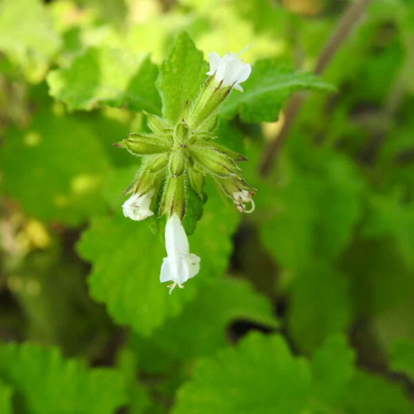 Salvia aurita var. galpinii, pianta da esterno