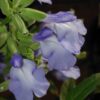 Salvia azurea var.grandiflora, pianta da esterno