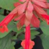 Salvia Ember’s Wish, pianta da esterno