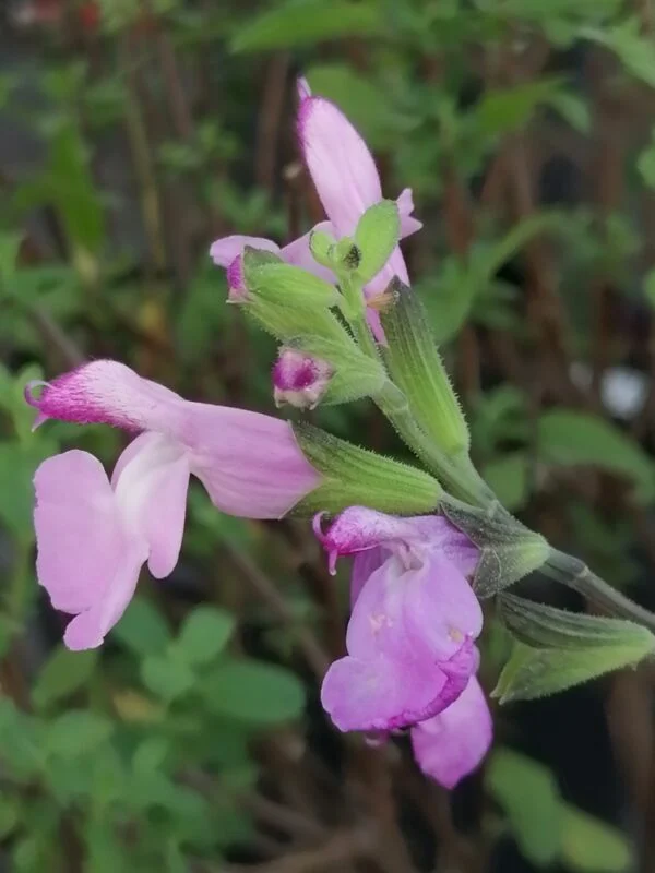 Salvia Ember's Wish, foto 2