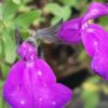 Salvia greggii Purple Queen, pianta da esterno