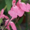 Salvia greggii La Siesta, pianta da esterno