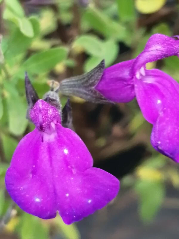 Salvia greggii Purple Queen, pianta da esterno