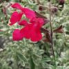 Salvia greggii Desert Blaze, pianta da esterno