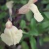 Salvia greggii Giallo Pesca, pianta da esterno