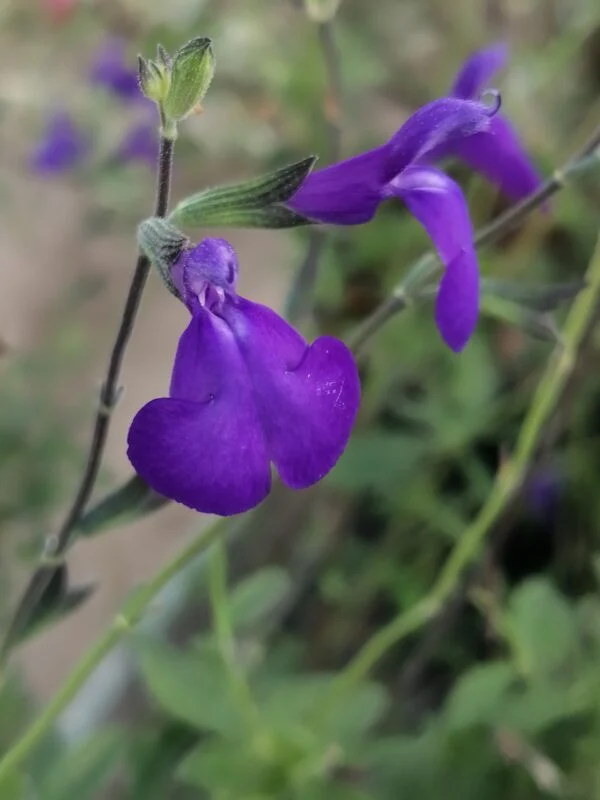 Salvia greggii Blue Note, pianta da esterno