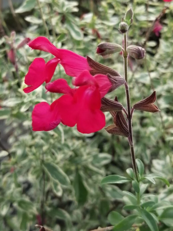 Salvia greggii Desert Blaze, pianta da esterno