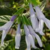 Salvia guaranitica ‘Argentina Skies’, pianta da esterno