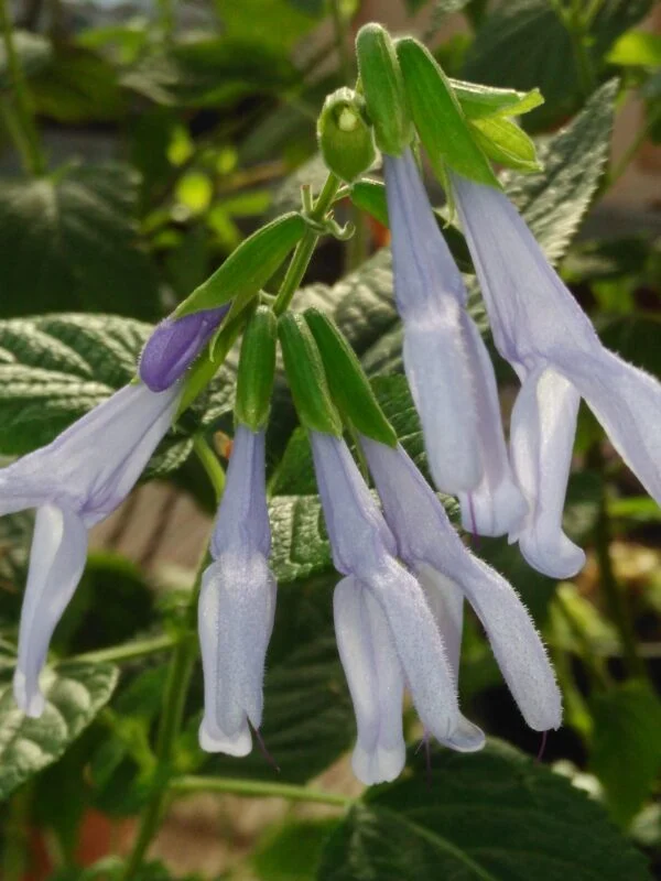 Salvia guaranitica ‘Argentina Skies’, pianta da esterno