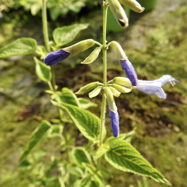 Salvia guaranitica 'Argentina Skies', foto 2