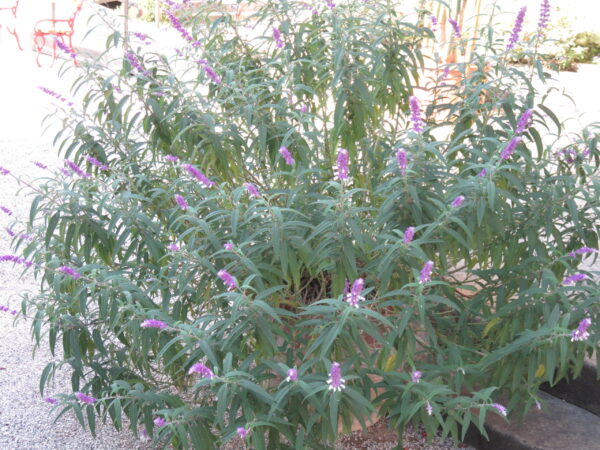 Salvia leucantha, foto 2