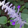 Salvia leucantha x elegans, pianta da esterno