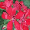Pelargonium peltatum ‘Le Pirat’, pianta da esterno